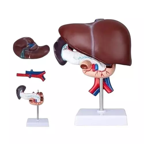 WKM Life-Size Human Liver, Pancreas & Duodenum Anatomical Model Highly Detailed Realistic Structure for Students, Doctors and Anatomy Labs