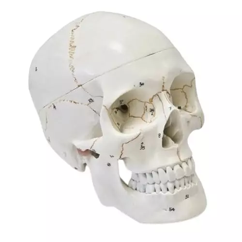 WKM Life-Size Human Skull Model PVC with 54 Numbered Features, Removable Calvarium & Articulating Jaw
