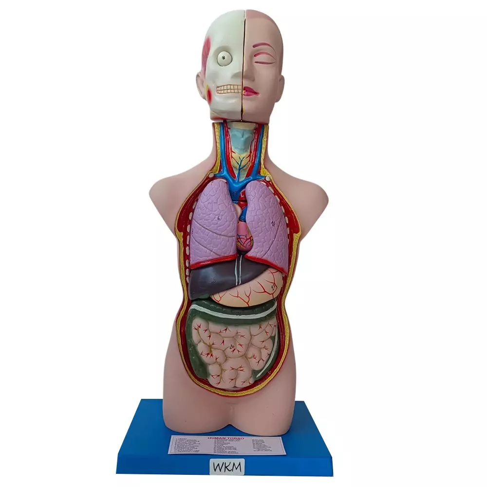 WKM Human Torso Anatomy Model Includes Detachable Heart, Lungs, Liver, Stomach and Intestines