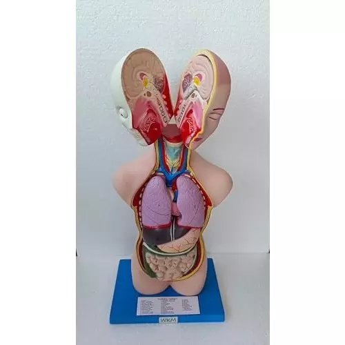 wkm-human-anatomy-torso-model-anatomical-assembly-model-of-human-organs-ideal-for-medical-study-anatomy-education-and-classroom-demonstrations-magnetic-detachable