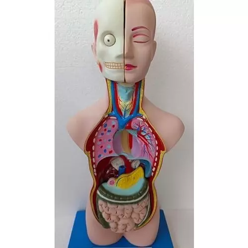 wkm-human-anatomy-torso-model-anatomical-assembly-model-of-human-organs-ideal-for-medical-study-anatomy-education-and-classroom-demonstrations-magnetic-detachable