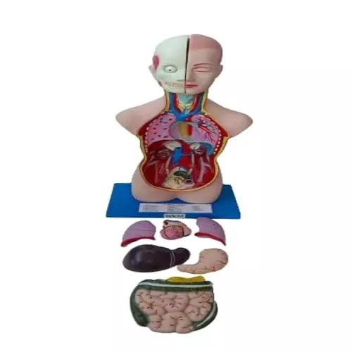 wkm-human-anatomy-torso-model-anatomical-assembly-model-of-human-organs-ideal-for-medical-study-anatomy-education-and-classroom-demonstrations-magnetic-detachable
