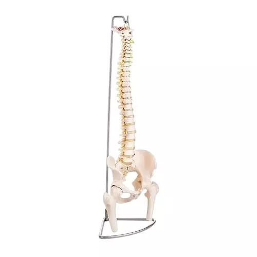 WKM Life-Size Human Spine Anatomy Model 85 cm with Pelvic Bone and Femur Heads for Medical Teaching and Educational Use