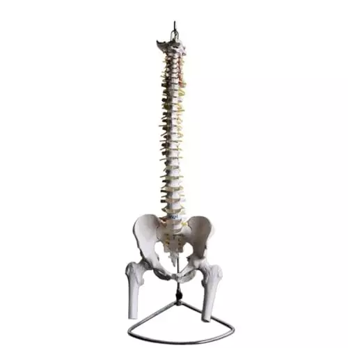 wkm-human-spine-model-85cm-life-size-anatomical-model-with-pelvic-bone-and-femur-heads-flexible-vertebrae-and-nerve-branches-ideal-for-medical-teaching-and-educational-use