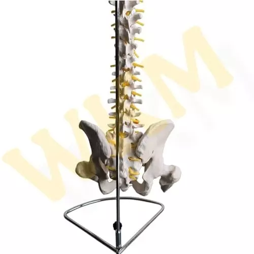 wkm-human-spine-model-85cm-life-size-anatomical-model-with-pelvic-bone-and-femur-heads-flexible-vertebrae-and-nerve-branches-ideal-for-medical-teaching-and-educational-use