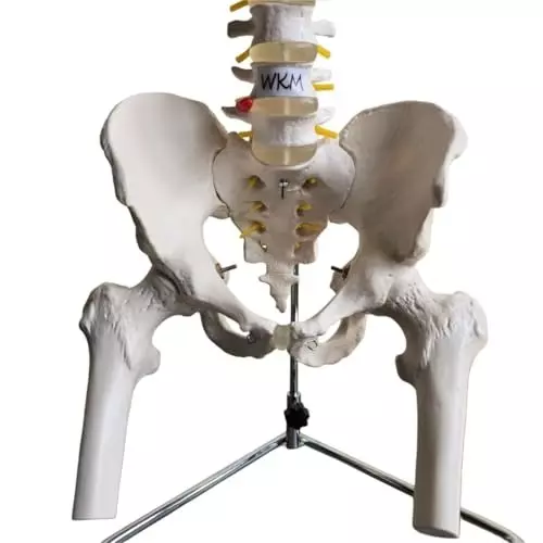 wkm-human-spine-model-85cm-life-size-anatomical-model-with-pelvic-bone-and-femur-heads-flexible-vertebrae-and-nerve-branches-ideal-for-medical-teaching-and-educational-use