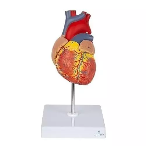 WKM Life-Size Human Heart Anatomical Model with Numbered Features for Classrooms and Clinical Education