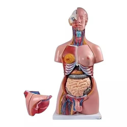 WKM Human Torso Anatomy Model Includes Detachable Uterus, Heart, Lungs, Liver, Kidneys, Stomach and Digestive Parts