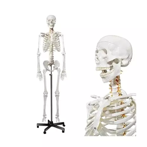 WKM Fully Articulated Human Skeleton Model 170 cm (5.6 ft) for Medical, Educational & Physiotherapy Training