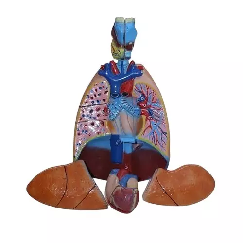 WKM Life-Size Human Respiratory System Model with Removable Heart and Lung Parts for Medical Students & Healthcare Professionals