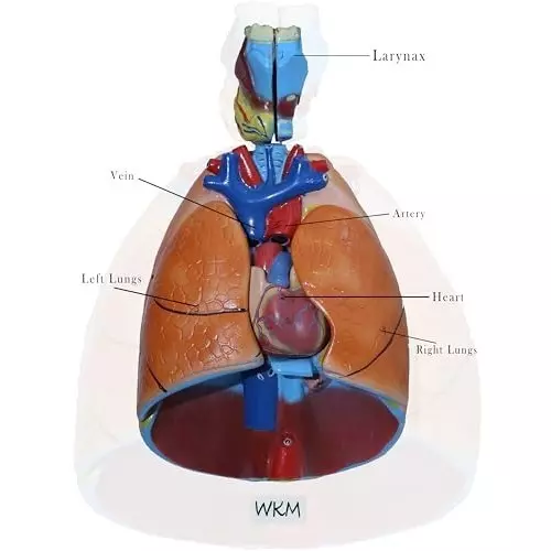wkm-life-size-human-respiratory-system-model-with-removable-heart-lung-parts-7-piece-anatomy-model-for-classroom-nursing-medical-education