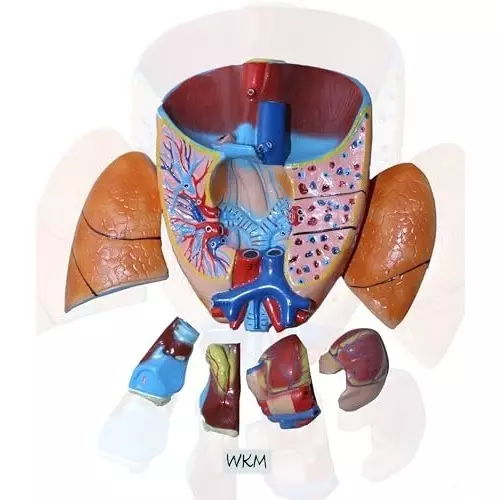 wkm-life-size-human-respiratory-system-model-with-removable-heart-lung-parts-7-piece-anatomy-model-for-classroom-nursing-medical-education