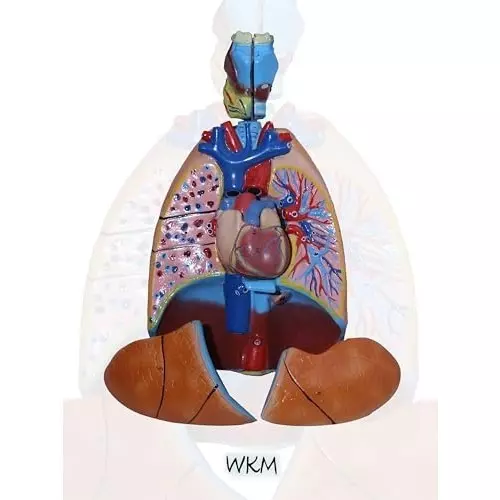 wkm-life-size-human-respiratory-system-model-with-removable-heart-lung-parts-7-piece-anatomy-model-for-classroom-nursing-medical-education