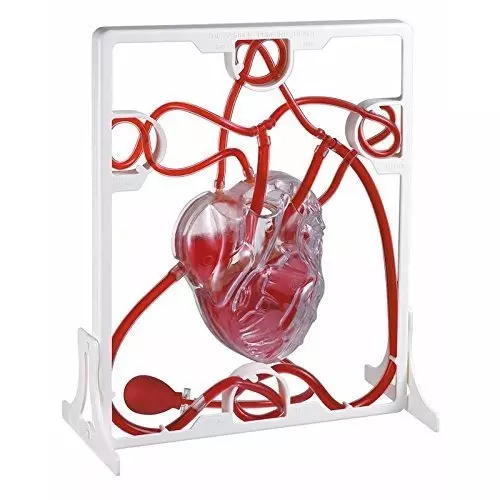 WKM Pumping Heart Anatomy Model for Showing Blood Flow, Chamber Function & Circulatory Movement