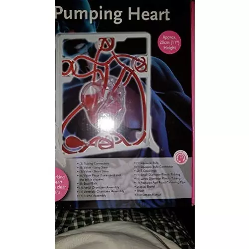 wkm-pumping-heart-model-interactive-cardiac-demonstration-tool-showing-blood-flow-chamber-function-circulatory-movement-for-students-classrooms