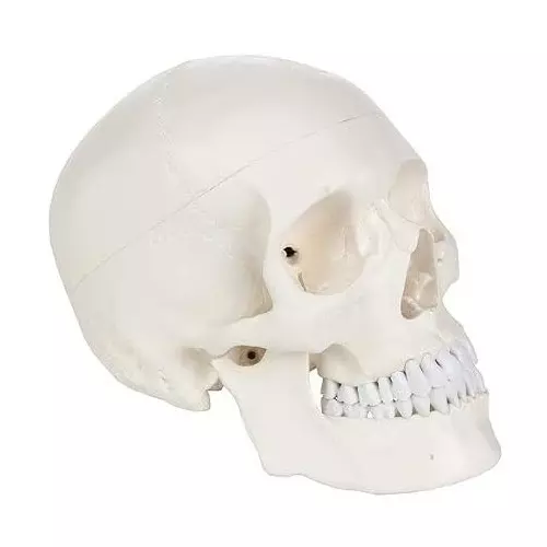 WKM Life-Size Human Skull Model 96% Anatomical Accuracy Durable PVC Plastic with Hinged Jaws
