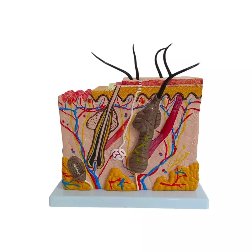 WKM Enlarged Human Skin Anatomy Model 70X Magnification with Labelled Structures for Medical Education, Dermatology Training, and Science Demonstrations