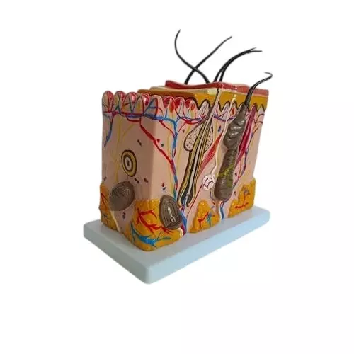 wkm-70x-enlarged-human-skin-anatomy-model-with-labelled-structures-enhanced-visibility-durable-model-ideal-for-medical-education-dermatology-training-and-science-demonstrations