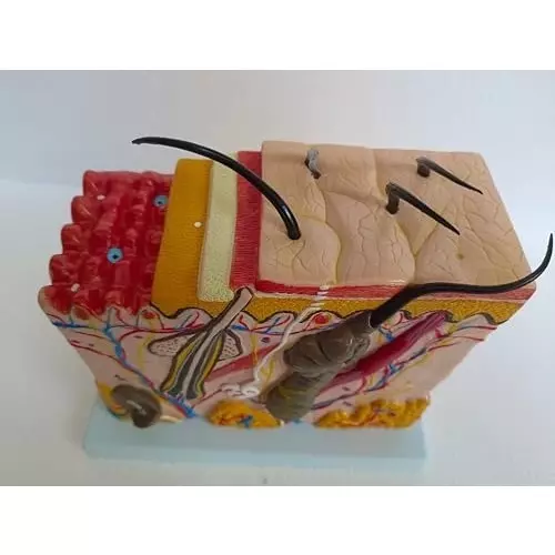 wkm-70x-enlarged-human-skin-anatomy-model-with-labelled-structures-enhanced-visibility-durable-model-ideal-for-medical-education-dermatology-training-and-science-demonstrations