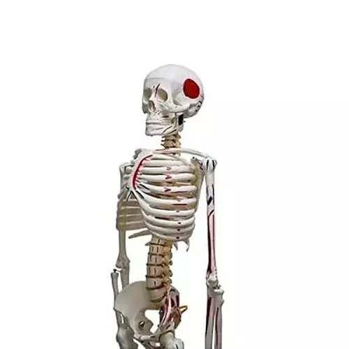 WKM Human Skeleton Anatomical Model 85 cm with Life-Size Removable Limbs & Painted Muscle Attachments