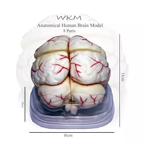 wkm-silicone-life-size-anatomy-human-brain-model-removable-in-8-parts-features-of-brain-and-its-arterial-supply-brain-model-for-classroom-study-display-teaching-anatomy-19x16x13-cm