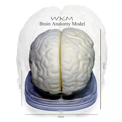 wkm-3d-human-brain-model-structure-life-size-anatomy-removable-in-3-parts-features-of-brain-brain-model-for-classroom-study-display-teaching-anatomy-19x16x13-cm