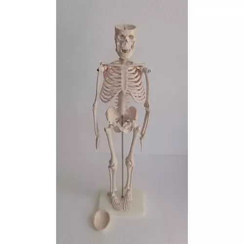 wkm-articulated-skeleton-system-with-stand--45-cm-anatomical-model-for-education-medical-study-and-halloween-decorations-movable-joints-realistic-detail