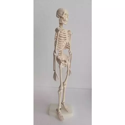 wkm-articulated-skeleton-system-with-stand--45-cm-anatomical-model-for-education-medical-study-and-halloween-decorations-movable-joints-realistic-detail