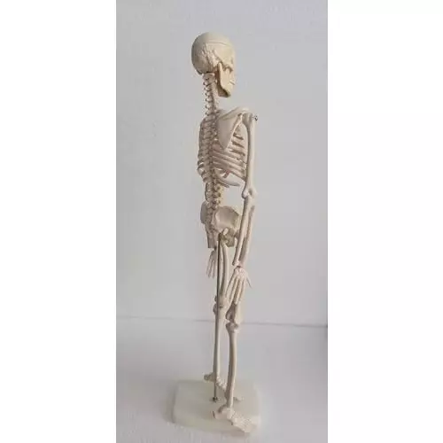 wkm-articulated-skeleton-system-with-stand--45-cm-anatomical-model-for-education-medical-study-and-halloween-decorations-movable-joints-realistic-detail
