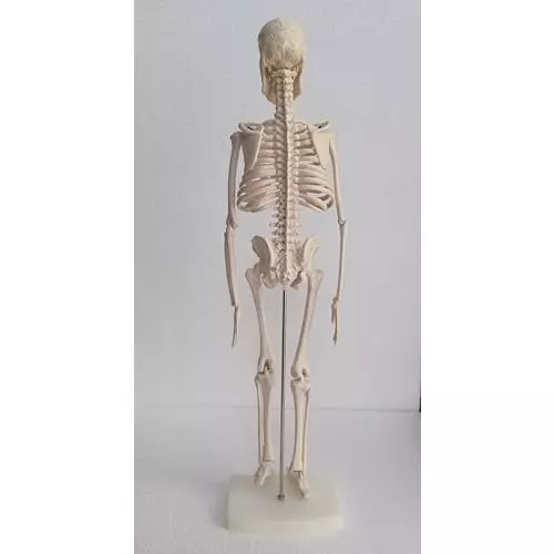 wkm-articulated-skeleton-system-with-stand--45-cm-anatomical-model-for-education-medical-study-and-halloween-decorations-movable-joints-realistic-detail