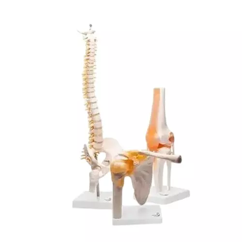 WKM Spine, Knee & Shoulder Joint Anatomy Model Set Medical-Grade PVC 95% Accuracy (Set of 3 Pcs)