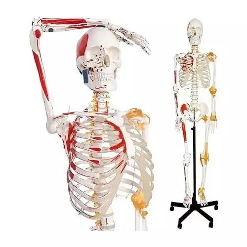 WKM Life-Size Human Skeleton Anatomical Model Replica 170 cm (5.6 ft) with Muscle Insertions, Spinal Nerves, Ligaments, and Painted Muscle Points