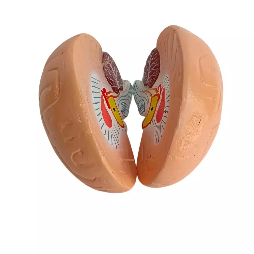 WKM Life-Size Human Brain Model Anatomically Accurate Color-Coded Brain for Classroom, Medical Teaching & Study Display