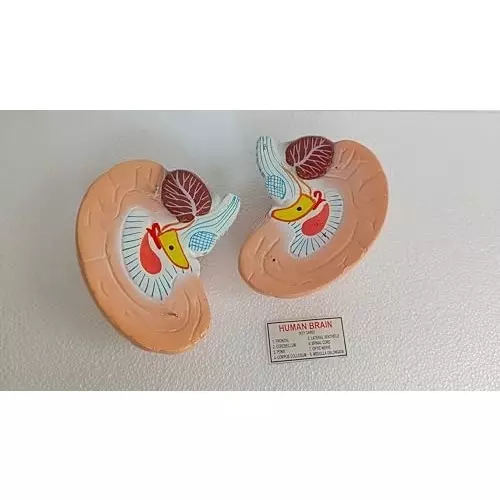 wkm-life-size-human-brain-model-anatomically-accurate-color-coded-brain-anatomy-for-classroom-medical-teaching-study-display