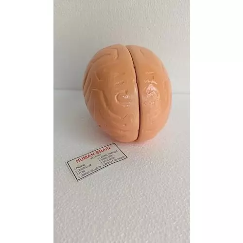 wkm-life-size-human-brain-model-anatomically-accurate-color-coded-brain-anatomy-for-classroom-medical-teaching-study-display