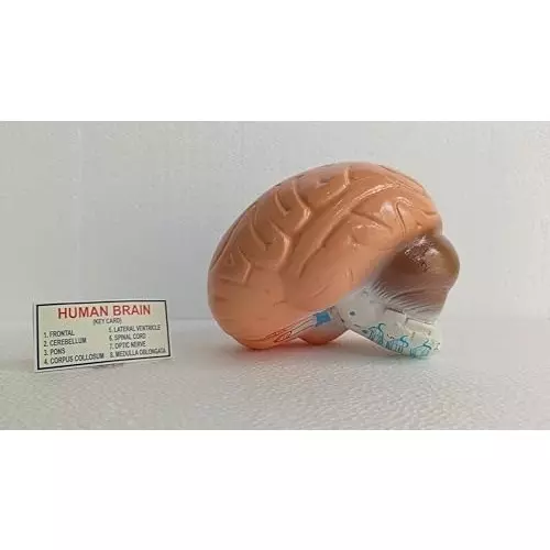 wkm-life-size-human-brain-model-anatomically-accurate-color-coded-brain-anatomy-for-classroom-medical-teaching-study-display