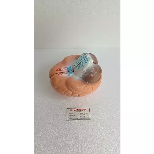 wkm-life-size-human-brain-model-anatomically-accurate-color-coded-brain-anatomy-for-classroom-medical-teaching-study-display