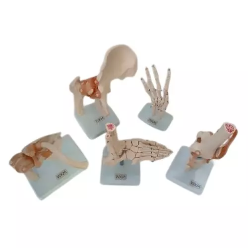 WKM Human Joint Anatomy Model Set 5 Pcs Includes Human Knee, Hip, Shoulder, Foot & Hand Joint with Accurate Ligament and Bone Details (Pack of 5 Pcs)