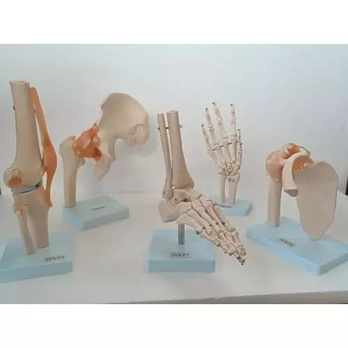 wkm-anatomical-joints-model-set-5-piece-set-of-human-knee-hip-shoulder-foot-hand-joint-models-with-accurate-ligament-and-bone-details-ideal-for-clinical-educational-demonstration-use