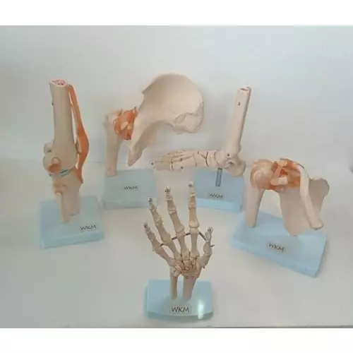 wkm-anatomical-joints-model-set-5-piece-set-of-human-knee-hip-shoulder-foot-hand-joint-models-with-accurate-ligament-and-bone-details-ideal-for-clinical-educational-demonstration-use