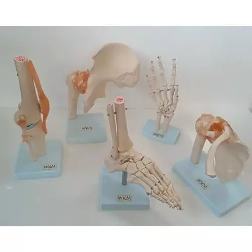 wkm-anatomical-joints-model-set-5-piece-set-of-human-knee-hip-shoulder-foot-hand-joint-models-with-accurate-ligament-and-bone-details-ideal-for-clinical-educational-demonstration-use