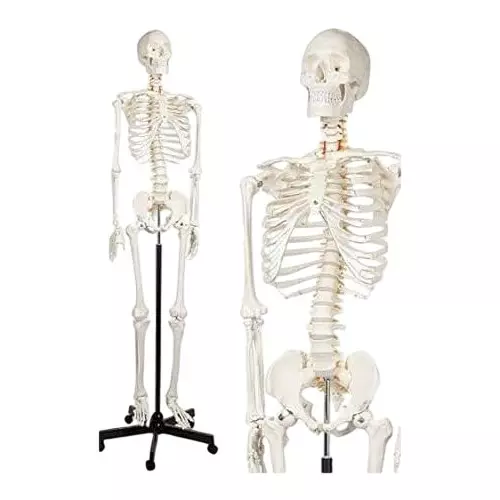 WKM Fully Articulated Human Skeleton Model 176 cm (5.8 ft) for Medical, Educational & Physiotherapy Training