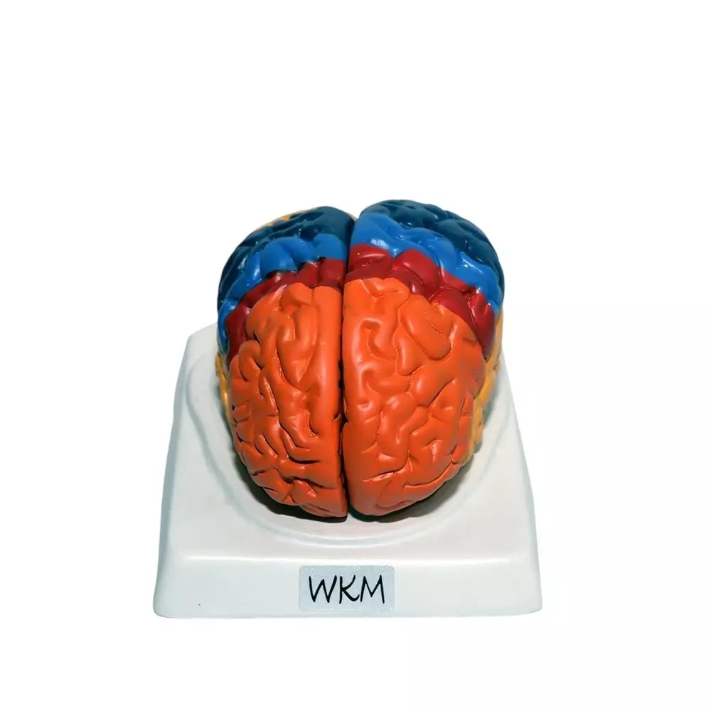 WKM Life-Size Human Brain Model 2-Part Color-Coded PVC Plastic 16x14x8 cm with Base, ‎WKM-BRAIN-MODEL-W-BASE