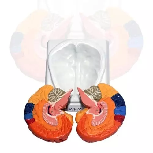 wkm-life-size-human-brain-model-with-base-2-part-color-coded-anatomical-model-for-medical-teaching-classroom-study-educational-display-16x14x8-cm