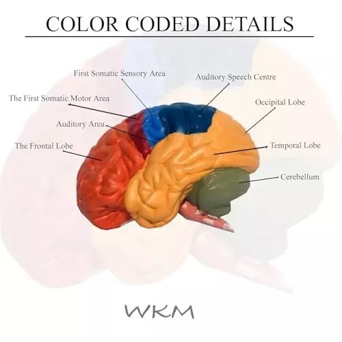 wkm-life-size-human-brain-model-with-base-2-part-color-coded-anatomical-model-for-medical-teaching-classroom-study-educational-display-16x14x8-cm