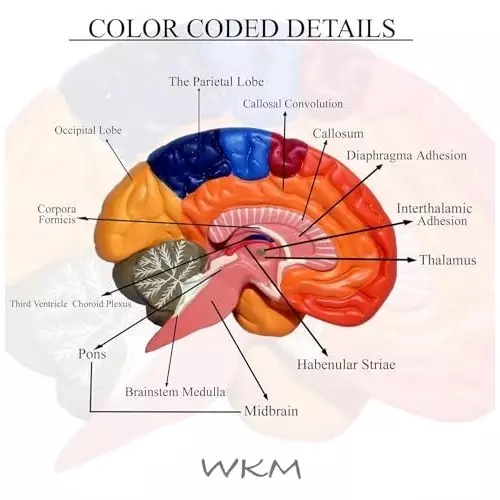 wkm-life-size-human-brain-model-with-base-2-part-color-coded-anatomical-model-for-medical-teaching-classroom-study-educational-display-16x14x8-cm