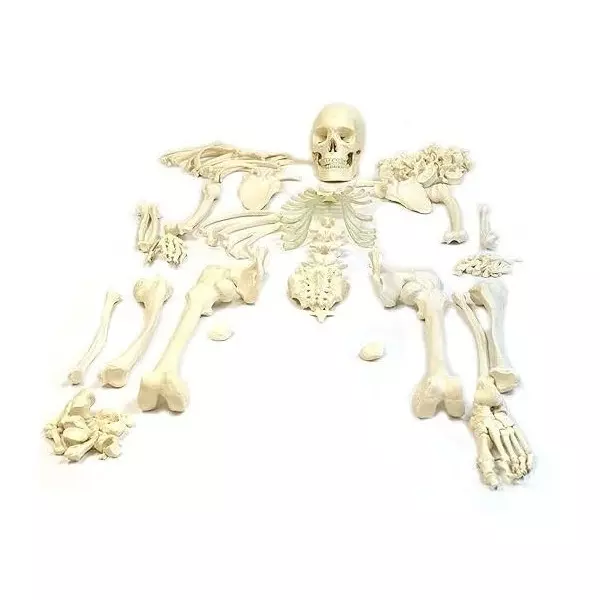 WKM Life-Size Disarticulated Human Skeleton Model Includes 1.52 m (5 ft) Bilateral Bone Set with Skull, Ribs, Limbs, Pelvis, Vertebrae and more
