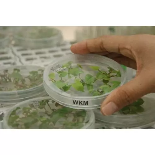 wkm-75-mm-borosilicate-glass-petri-dish-for-laboratories-pack-of-2-pcs