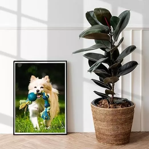 LC Photo Paper 180 GSM 50 Sheets White Glossy A4 Size for Color Photo Printing