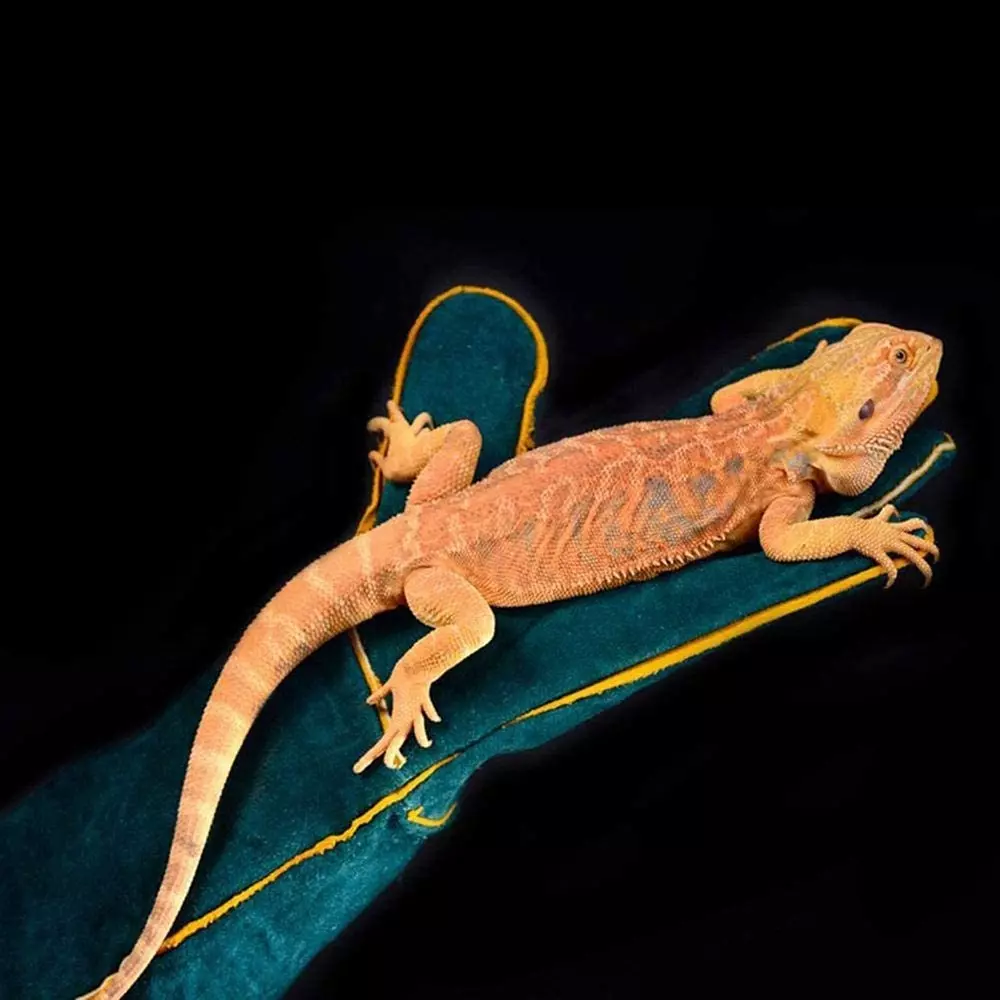 EFFICACY Animal Handling Gloves 60 cm Green Leather Bite Resistant, Scratch Resistant